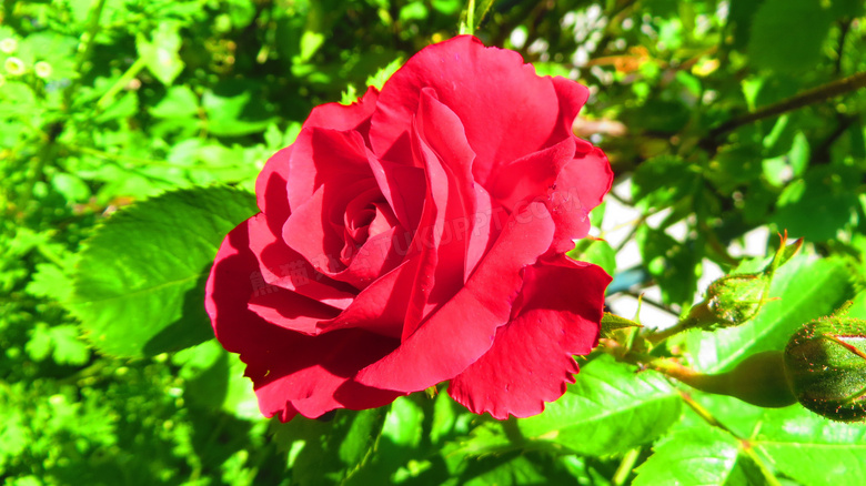 红色鲜艳玫瑰花花朵图片 红色鲜艳玫瑰花花朵图片大全