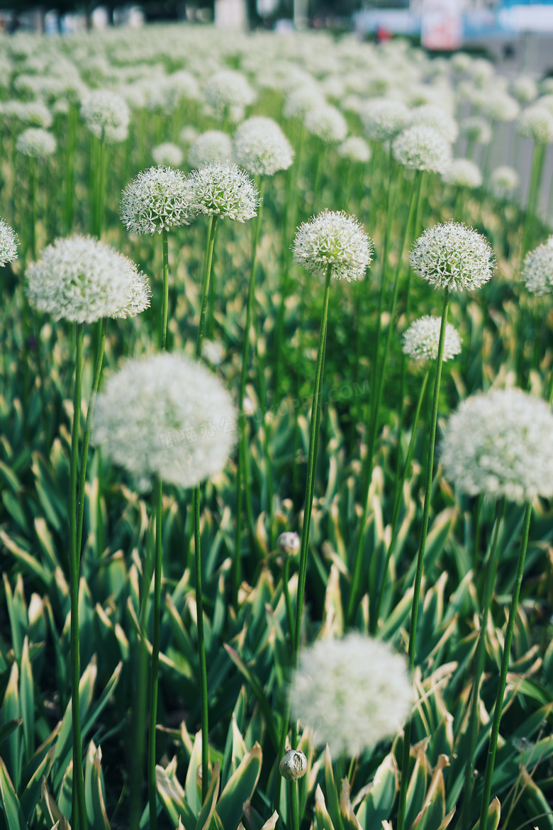 蒲公英白色花海图片