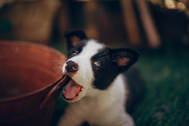 可爱卖萌哈士奇幼犬图片