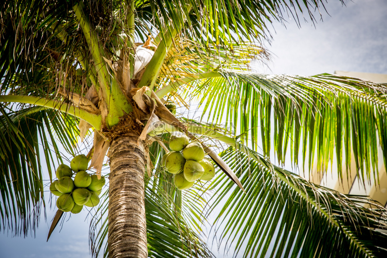 海滩 椰子 棕榈
