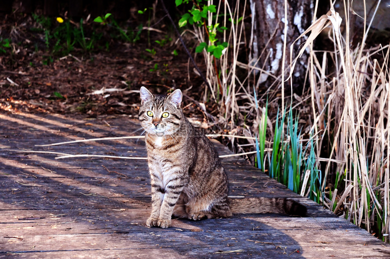 动物 猫 加菲尔德