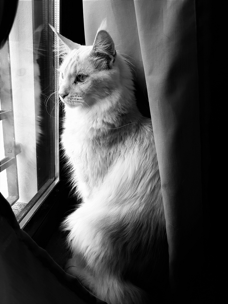 黑白可爱长毛猫图片 黑白可爱长毛猫图片大全