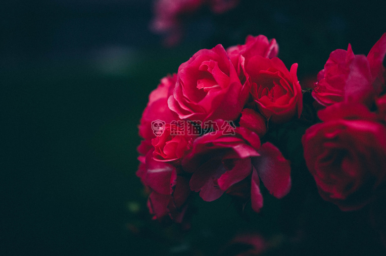 花 玫瑰