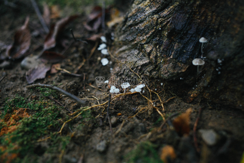真菌 苔藓 自然