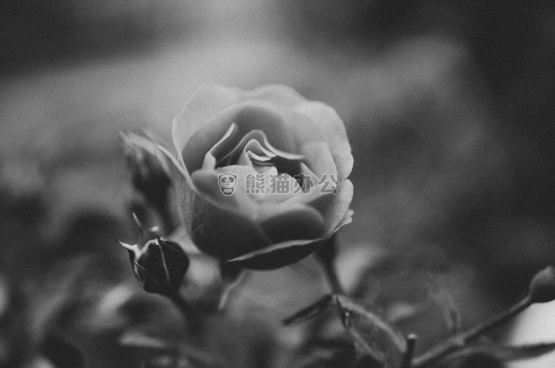 黑白 花 玫瑰