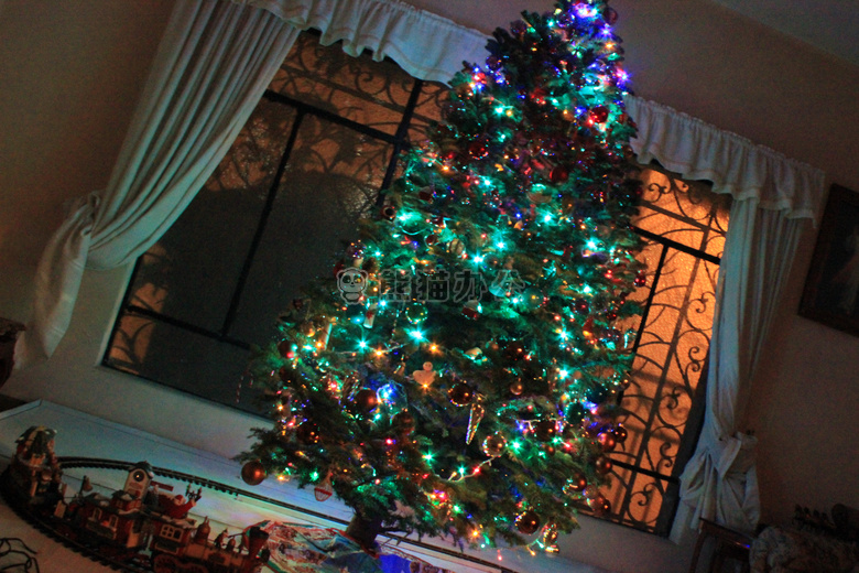 圣诞节 树 假日