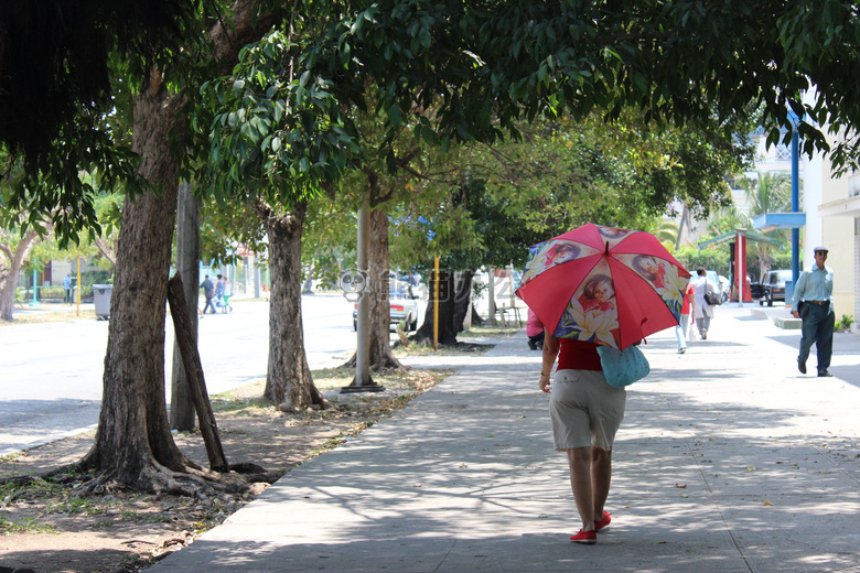 街道 树 雨伞