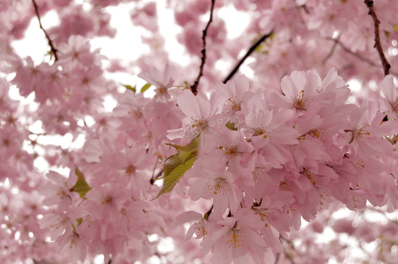 春天粉色樱花花朵图片 春天粉色樱花花朵图片大全