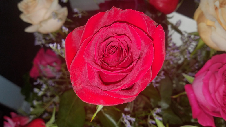 红色玫瑰花素材图片