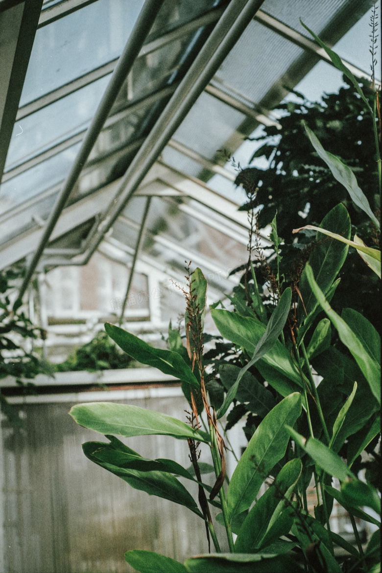 大盆种植绿叶植物图片 大盆种植绿色植物图片大全