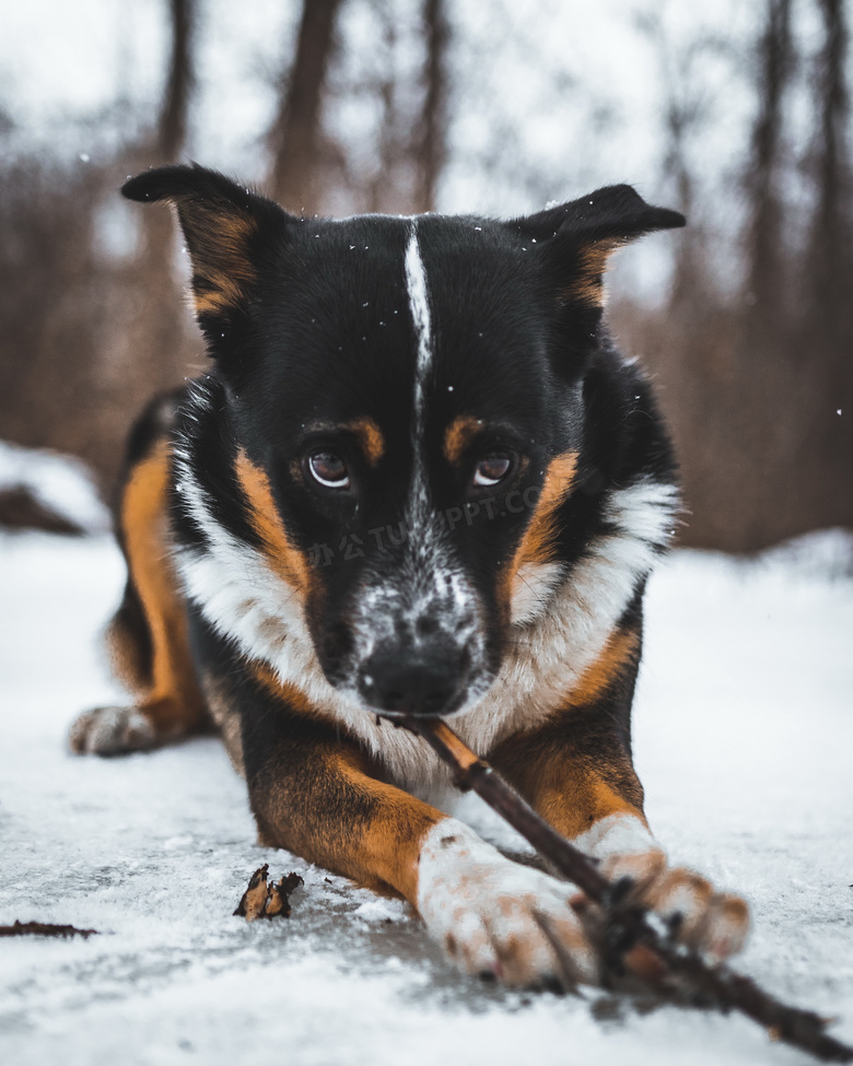 雪地顽皮小狗狗图片