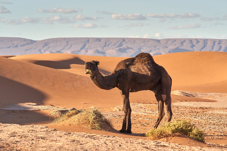 沙漠骆驼吃草图片 沙漠骆驼吃草图片大全