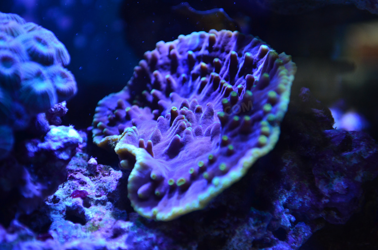 海底软珊瑚图片欣赏