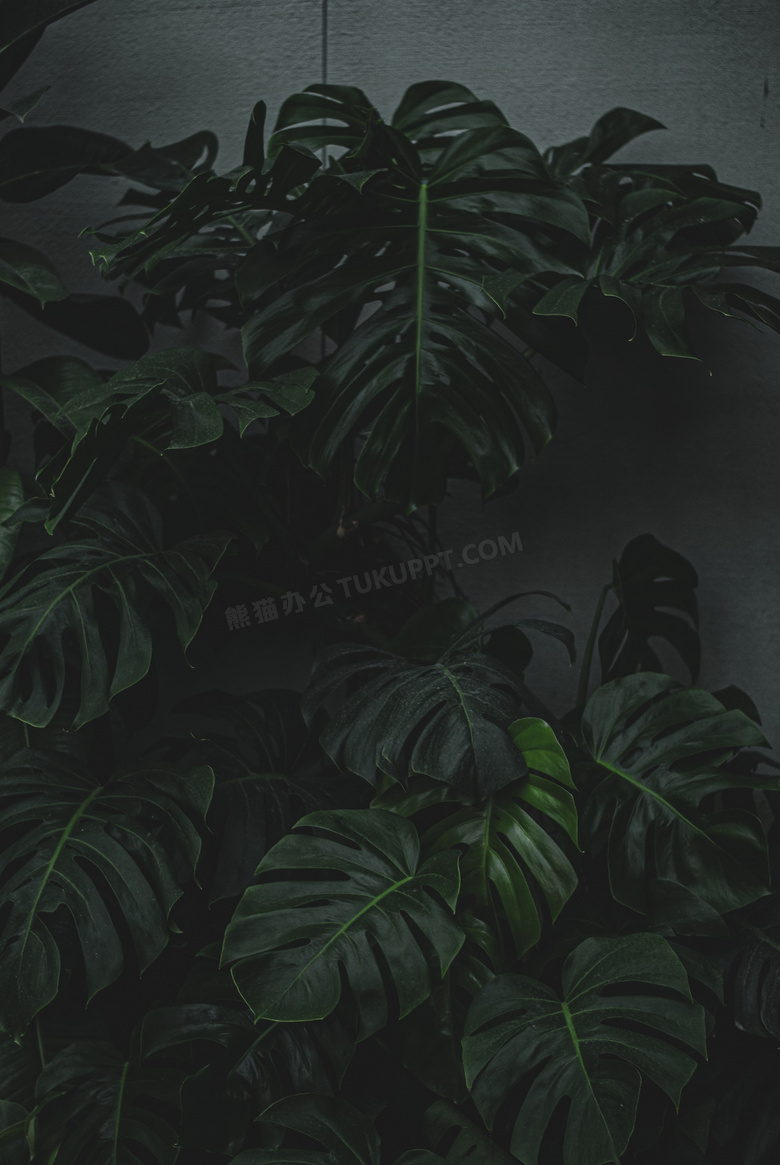 龟背竹植物照片