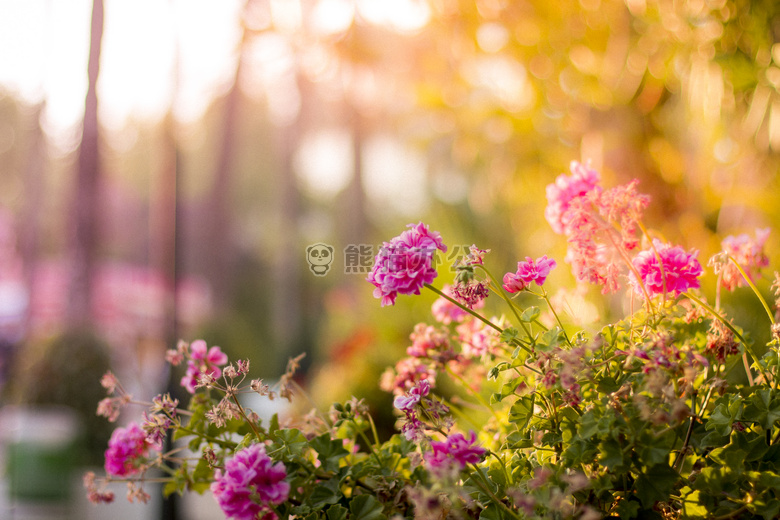 开花 花的 花