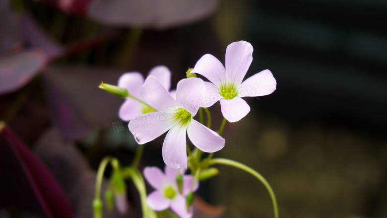 红花酢浆草图片红花酢浆草图片大全