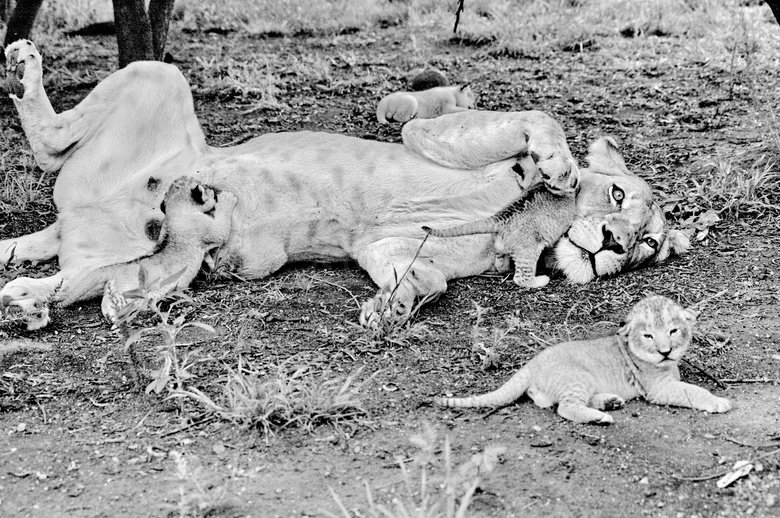 母狮子和小狮子图片 母狮子和小狮子图片大全