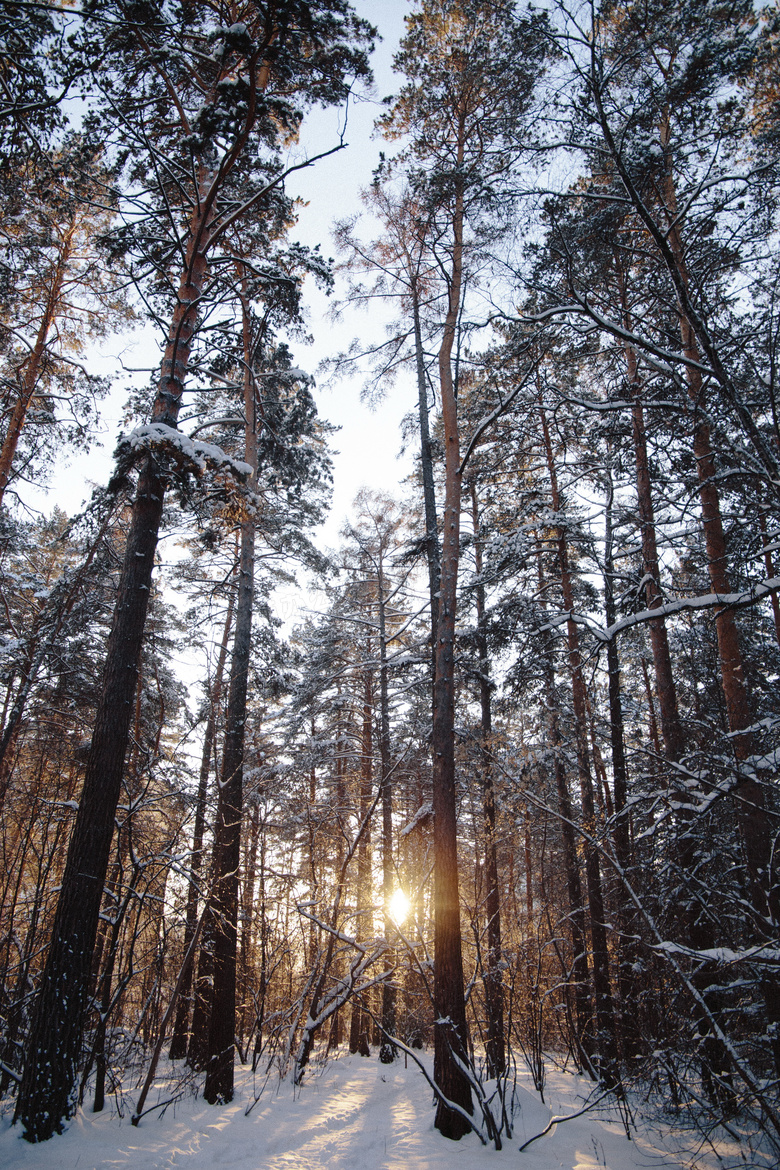 冬天树林唯美风景图片