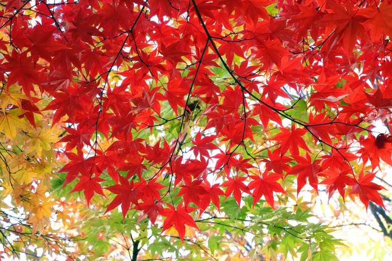 红枫叶树风景高清图片