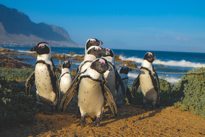 南非萌企鹅图片