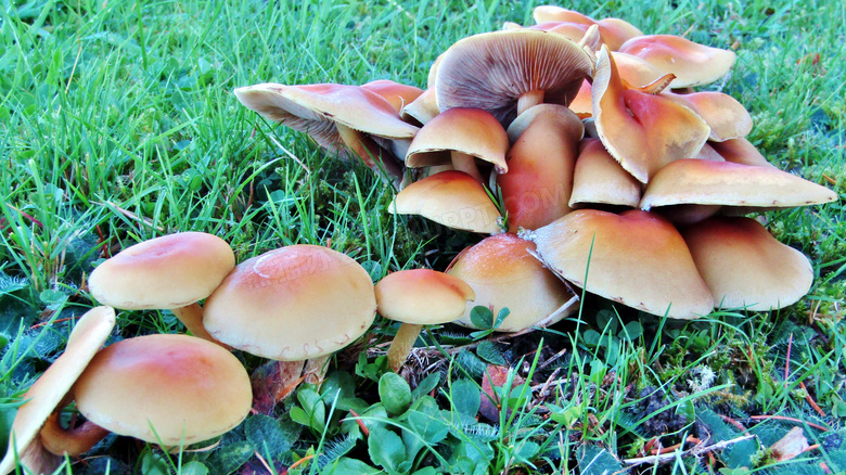 野生伞状蘑菇图片