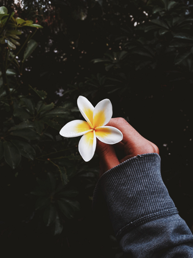 鸡蛋花图片(鸡蛋花是什么植物)