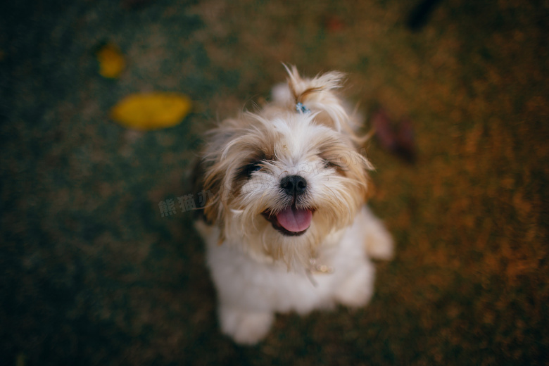 白色西施犬图片