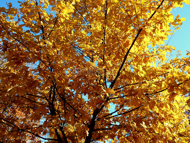 秋天 金色的 自然