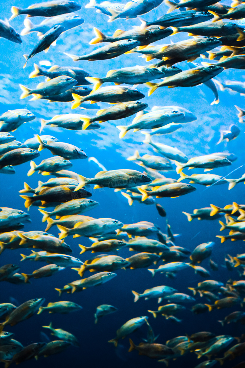 冷水观赏鱼群图片