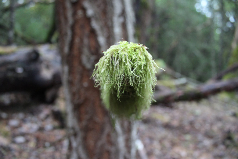 常绿 森林 苔藓