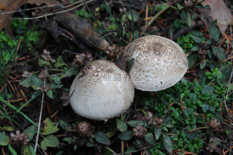 森林 蘑菇