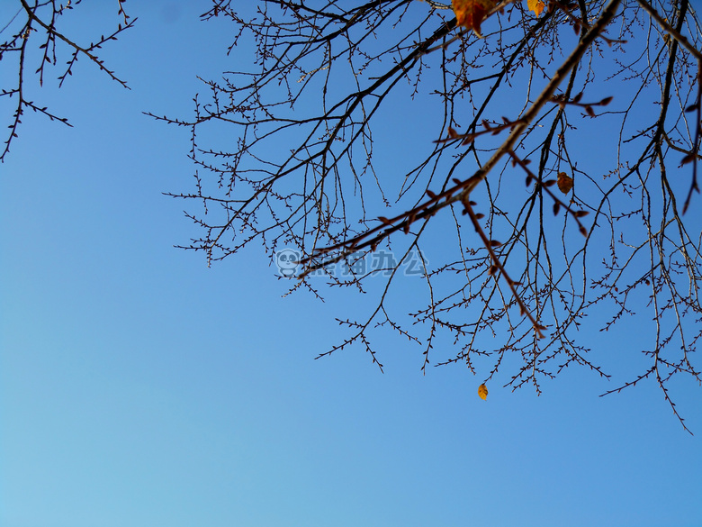 分支 芽 天空