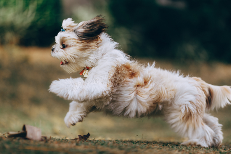 西施犬奔跑图片