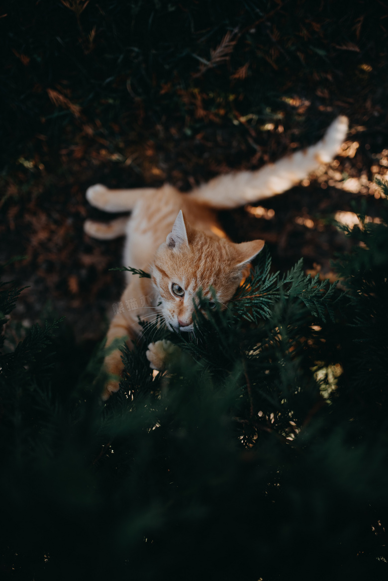 可爱橘色短毛猫图片