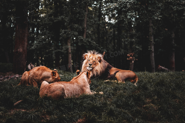 三只森林狮子图片