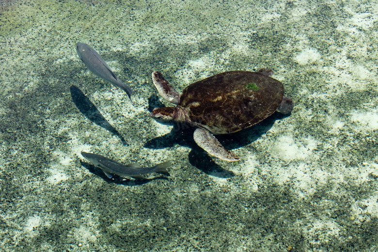 海底乌龟图片 海底乌龟图片大全大图