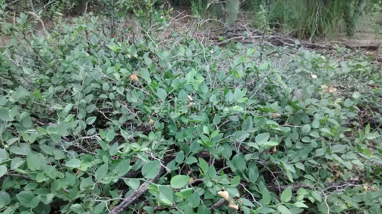 Monte chaqueñO