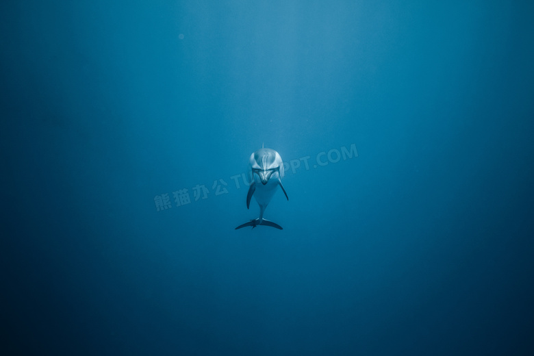 蓝色大海可爱海豚图片
