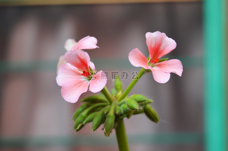 开花 特写 植物区系