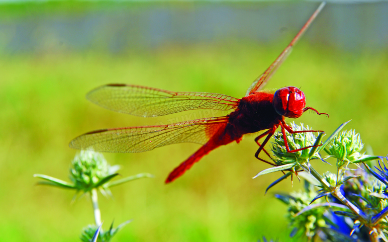 漂亮红蜻蜓休息图片