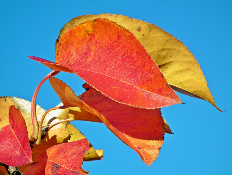 秋季泛黄红树叶图片