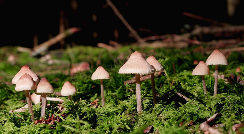 森林伞状小蘑菇图片