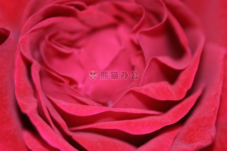 红色 玫瑰