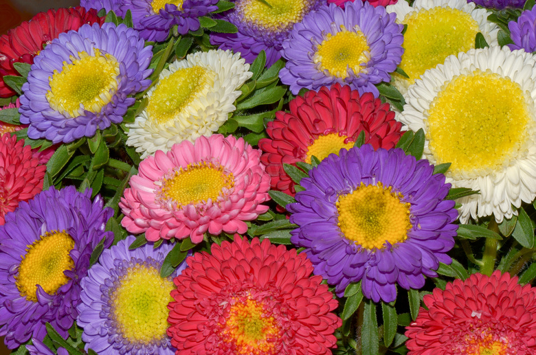 多彩菊花花朵图片