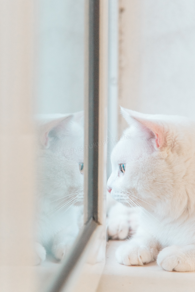 可爱白色猫咪萌宠图片