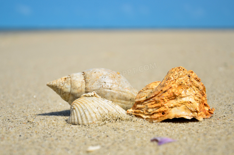 沙滩海螺摄影图片