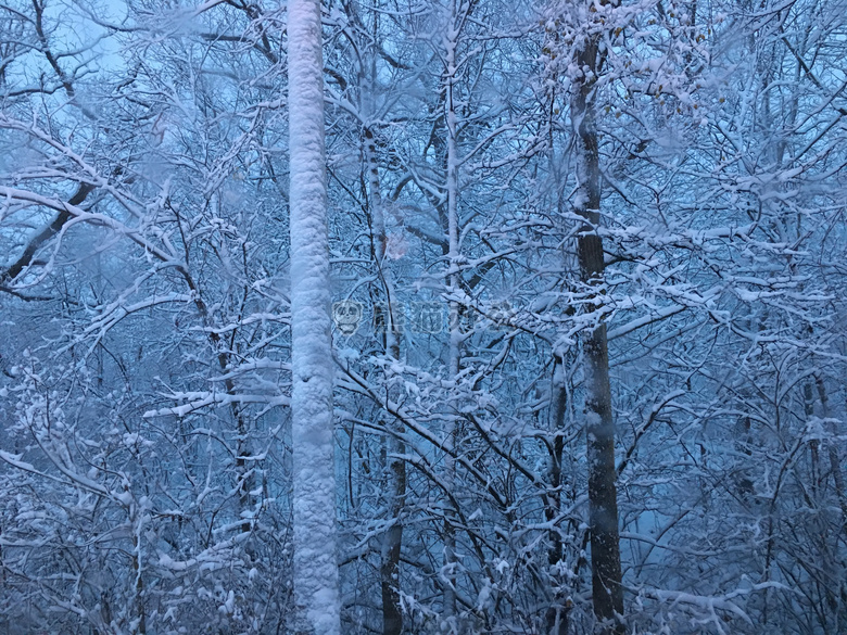 雪 树