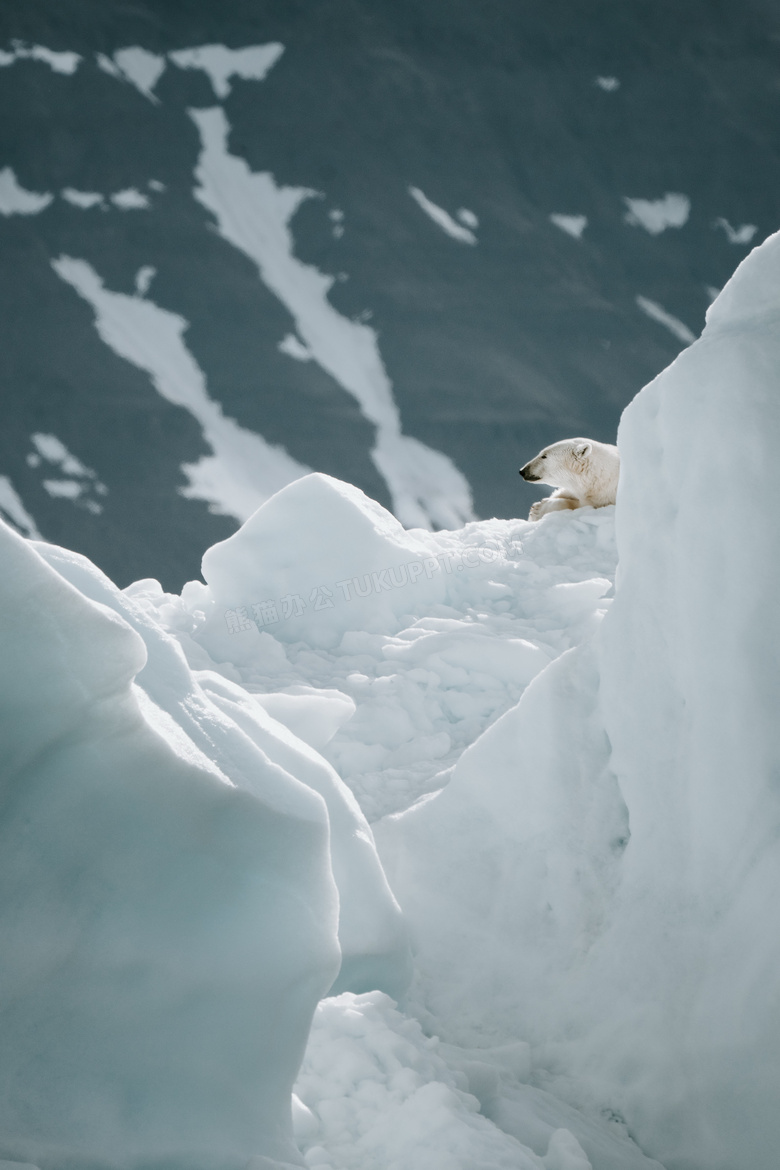 冰雪中的北极熊图片 冰雪中的北极熊图片大全