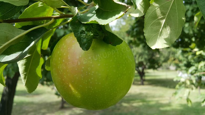 果园青苹果近景图片