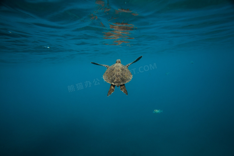 海里海龟图片